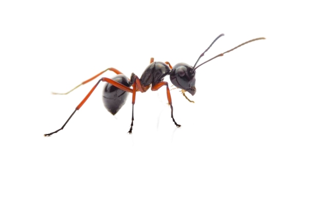 הדברת נמלים