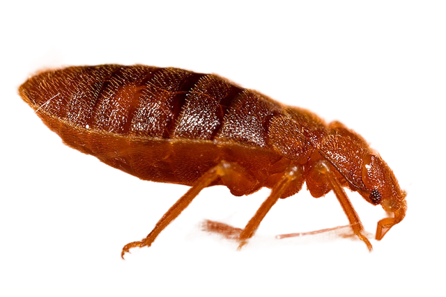 הדברת נמלים