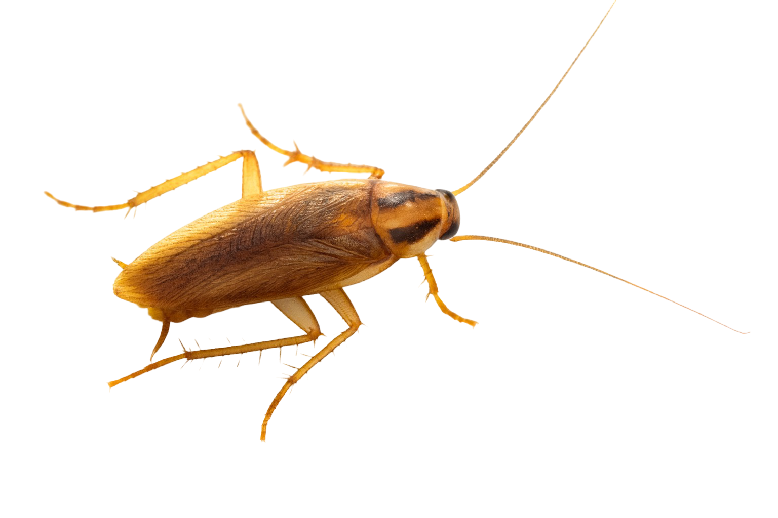 הדברת תיקן גרמני