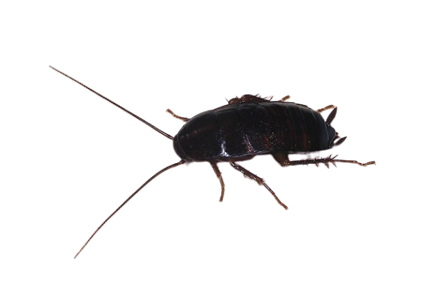 הדברת תיקן מזרחי