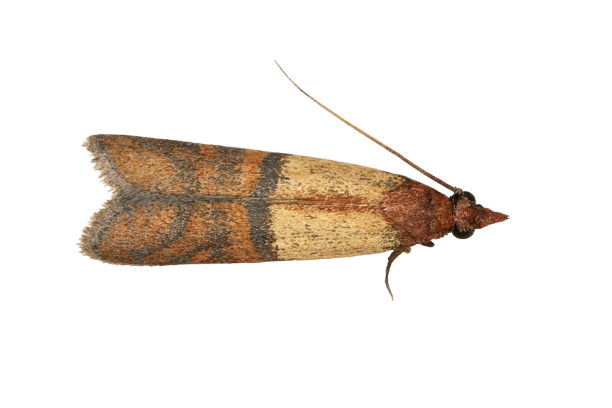 הדברת עש המזון