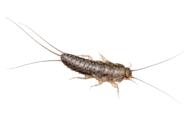 הדברת זנבזיף