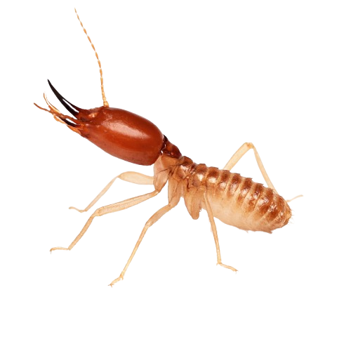 הדברת טרמיטים